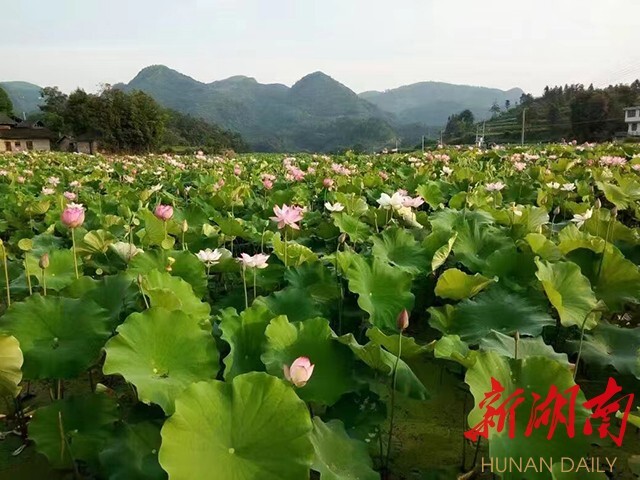 侗乡展新颜——新晃向家地村开展农村人居环境整治侧记